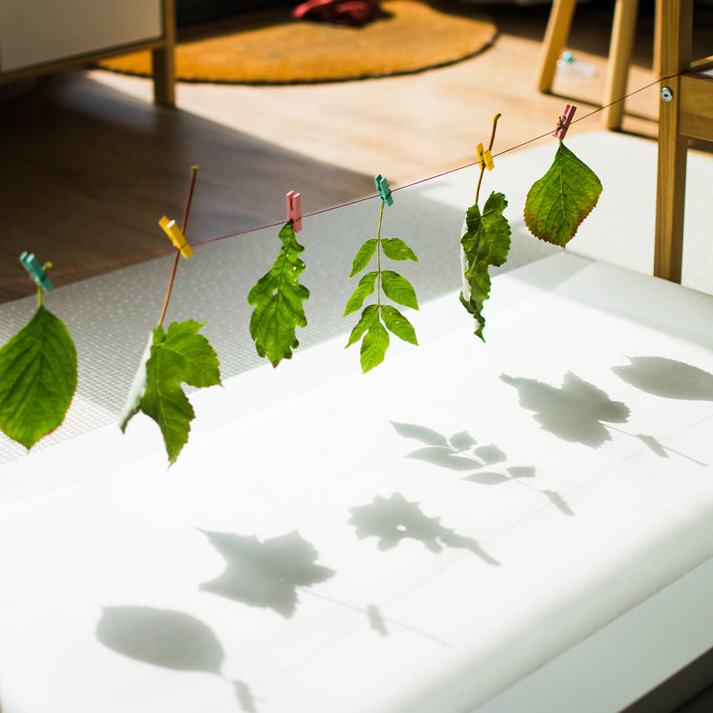 Leaves hung up by string casting a shadow on to paper