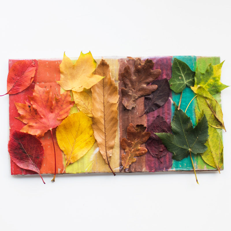 Autumn leaves organised by colour on a piece of cardboard