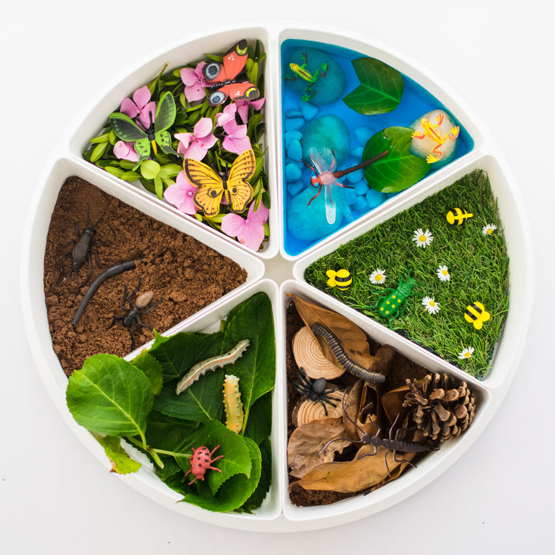 A sensory bin containing 6 segments each filled with resources to create small world habitats for insects and minibeasts