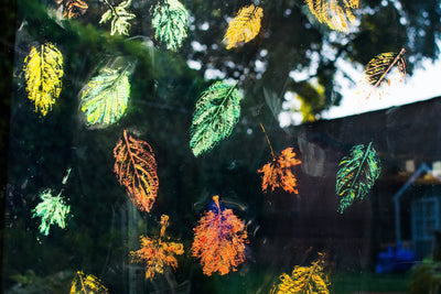 Autumn Leaf Printing on Windows