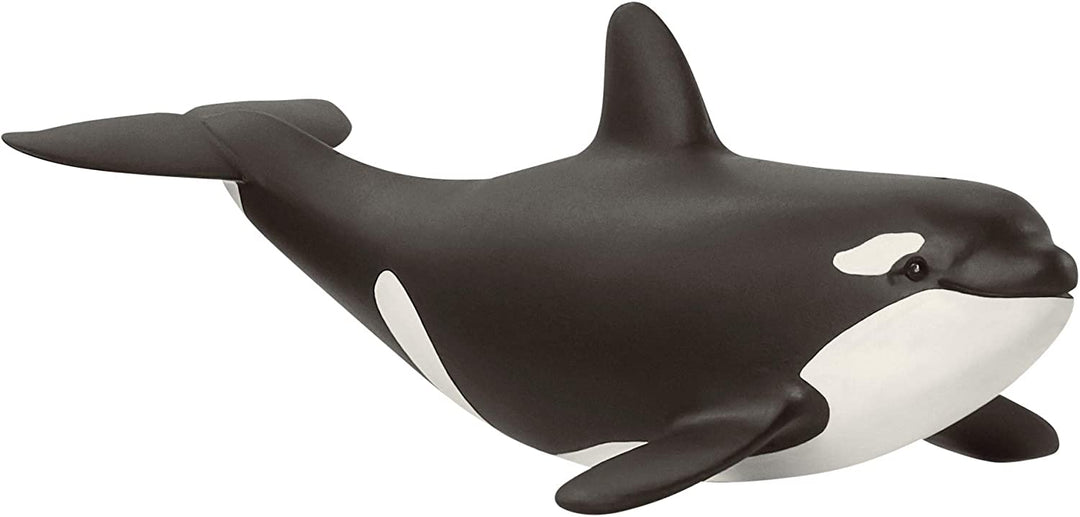 orca